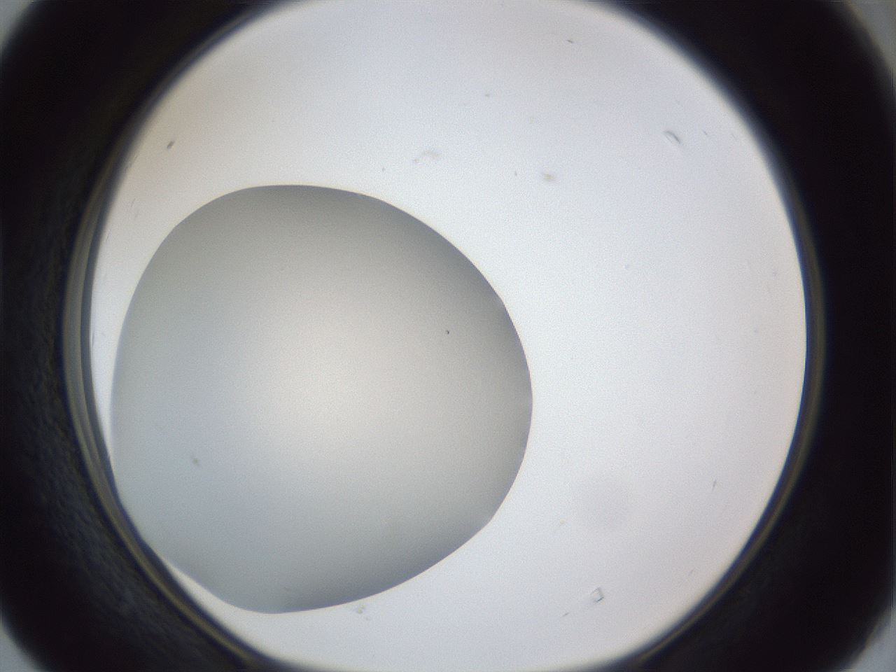 folderID30_plateID1030_batchID1981_wellNum40_profileID1_d1_r44786_ef.jpg