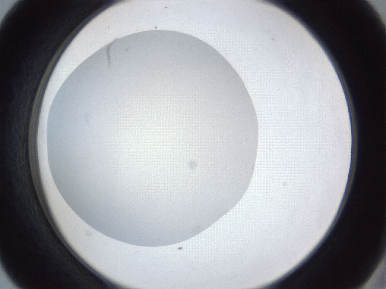 folderID30_plateID1030_batchID1981_wellNum40_profileID1_d2_r44787_ef.jpg
