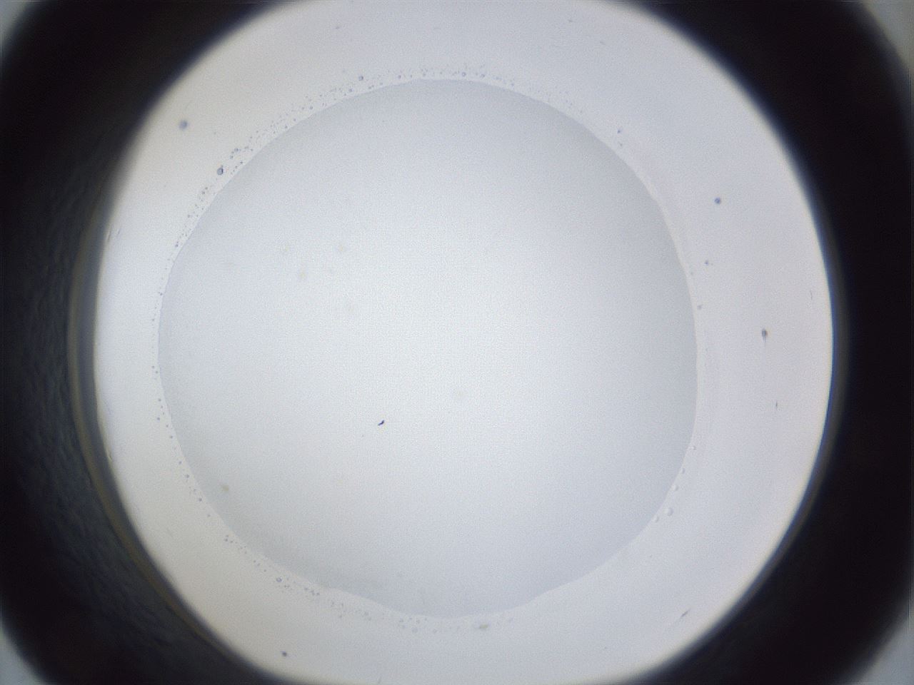 folderID30_plateID1030_batchID1981_wellNum43_profileID1_d1_r44792_ef.jpg