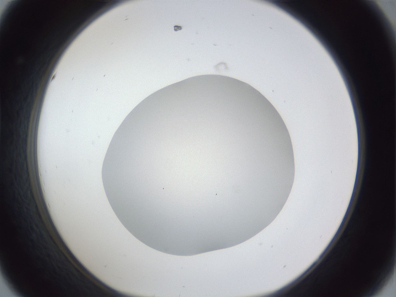 folderID30_plateID1030_batchID1981_wellNum44_profileID1_d1_r44794_ef.jpg