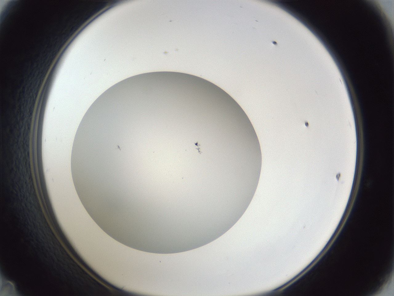folderID30_plateID1030_batchID1981_wellNum47_profileID1_d1_r44800_ef.jpg