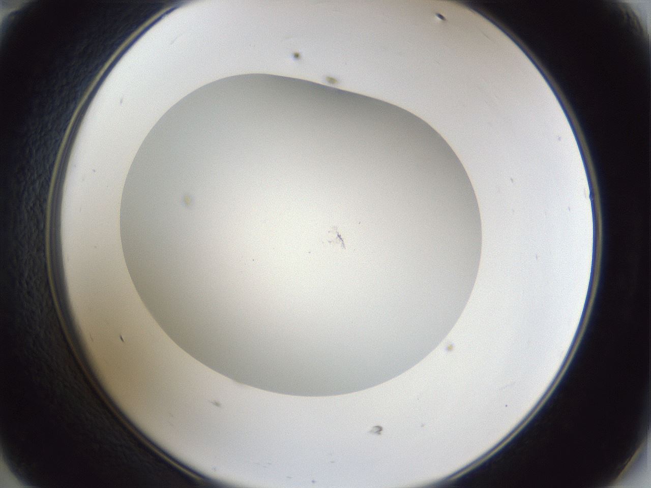 folderID30_plateID1030_batchID1981_wellNum47_profileID1_d2_r44801_ef.jpg