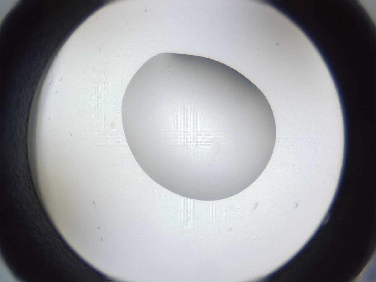 folderID30_plateID1030_batchID1981_wellNum52_profileID1_d2_r44811_ef.jpg
