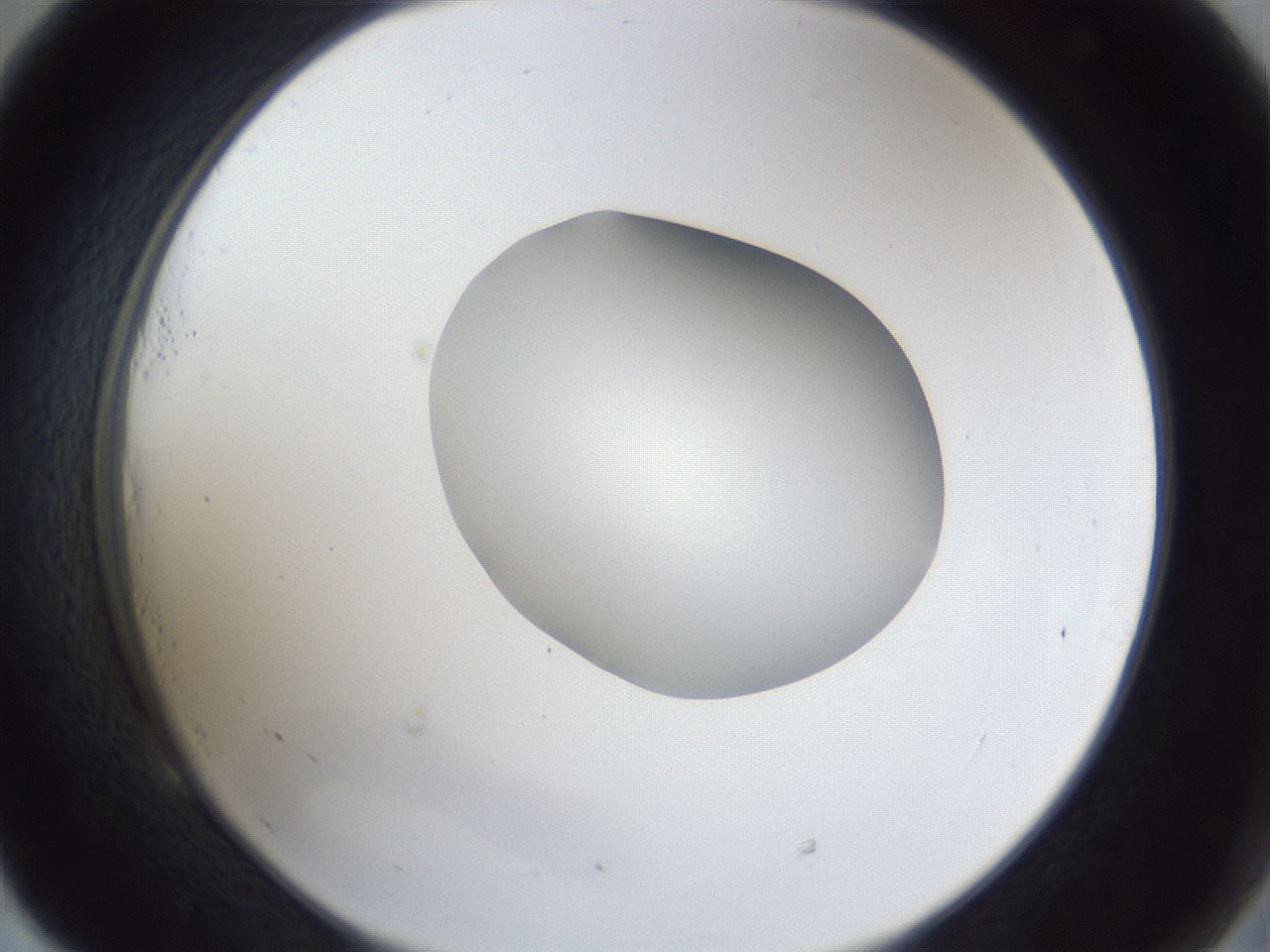 folderID30_plateID1030_batchID1981_wellNum53_profileID1_d2_r44813_ef.jpg