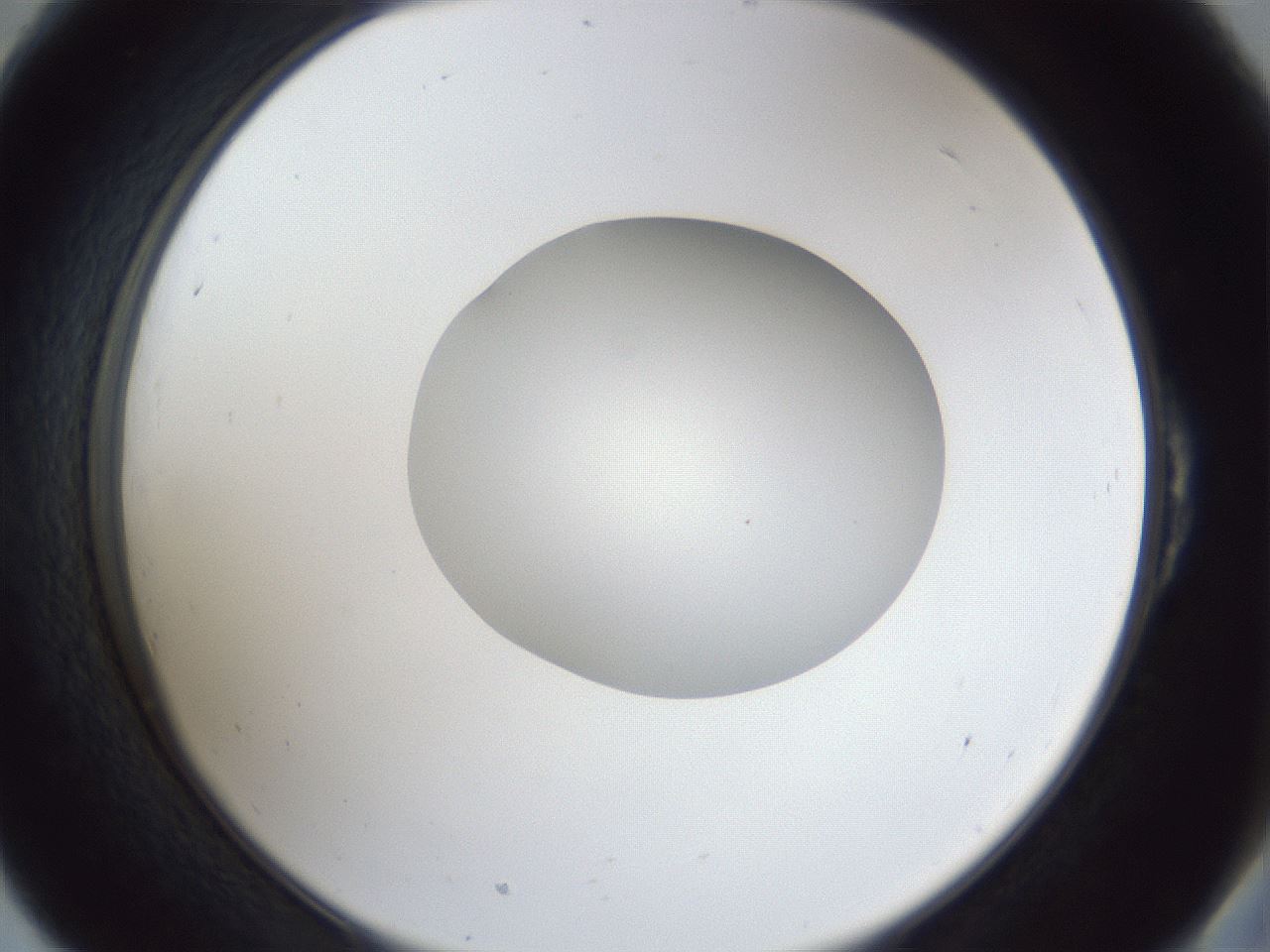 folderID30_plateID1030_batchID1981_wellNum54_profileID1_d2_r44815_ef.jpg