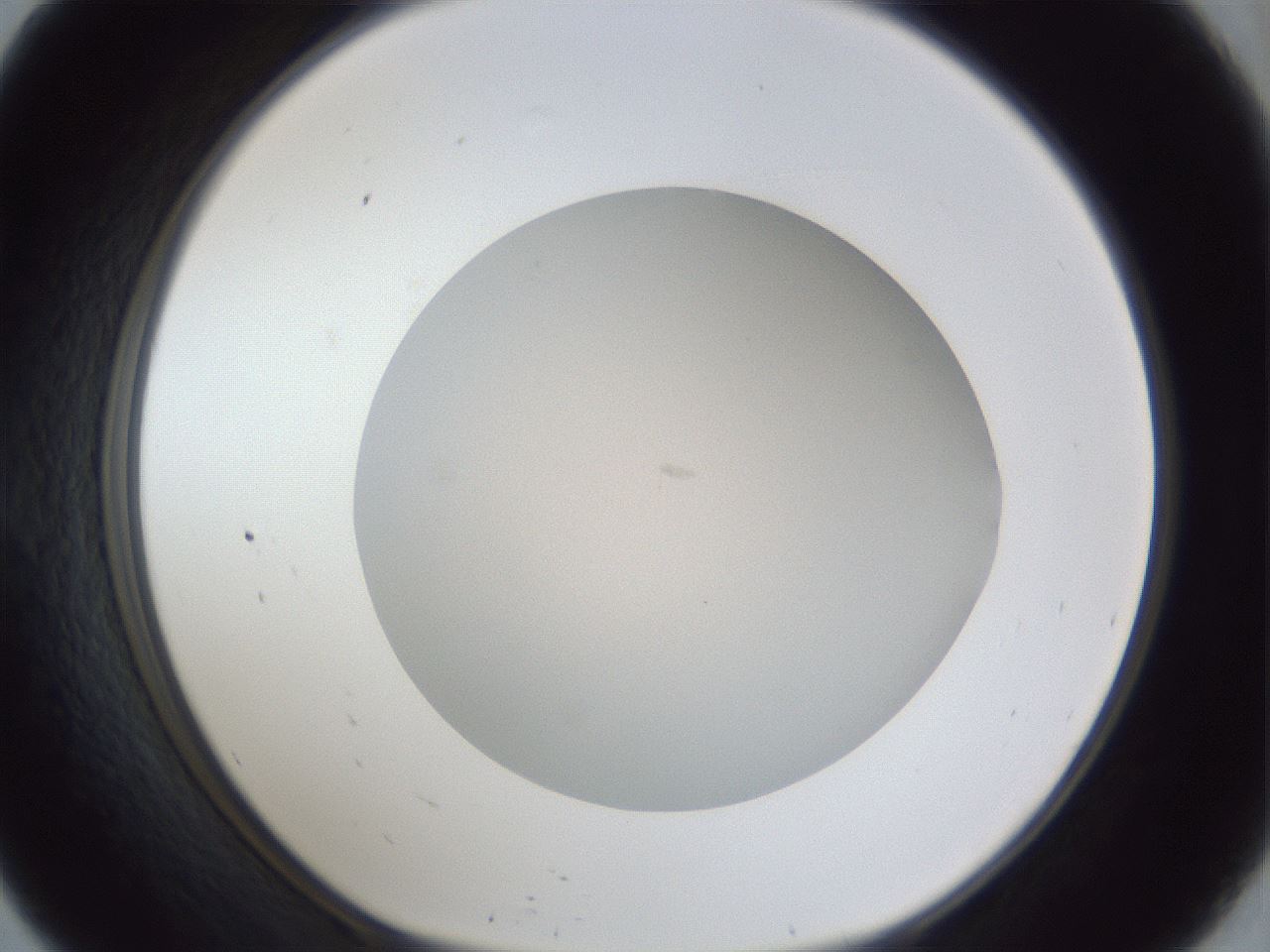 folderID30_plateID1030_batchID1981_wellNum57_profileID1_d1_r44820_ef.jpg