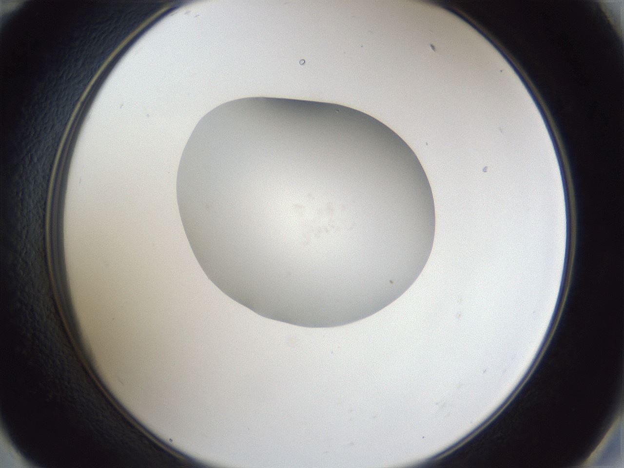 folderID30_plateID1030_batchID1981_wellNum59_profileID1_d2_r44825_ef.jpg