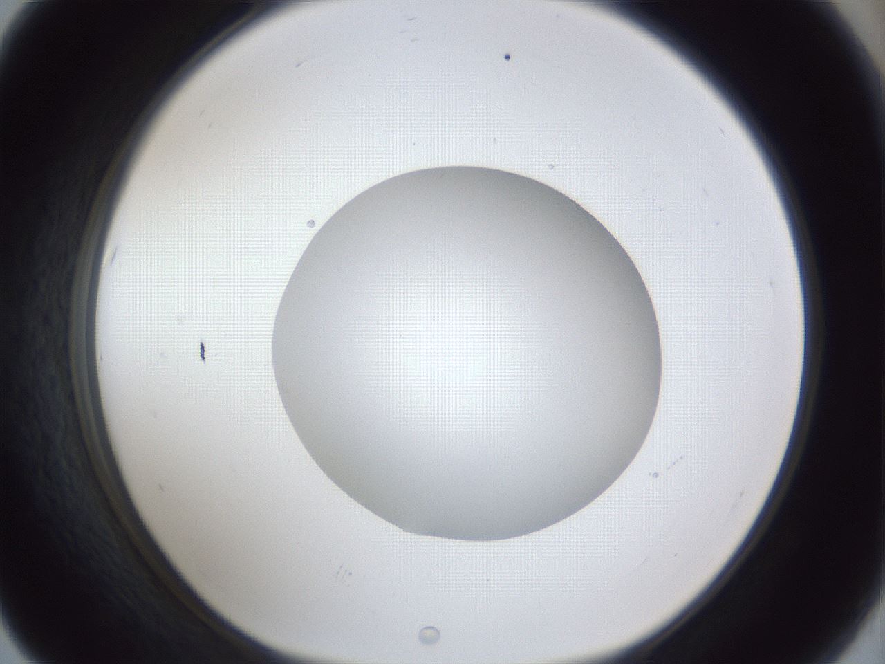 folderID30_plateID1030_batchID1981_wellNum67_profileID1_d1_r44840_ef.jpg