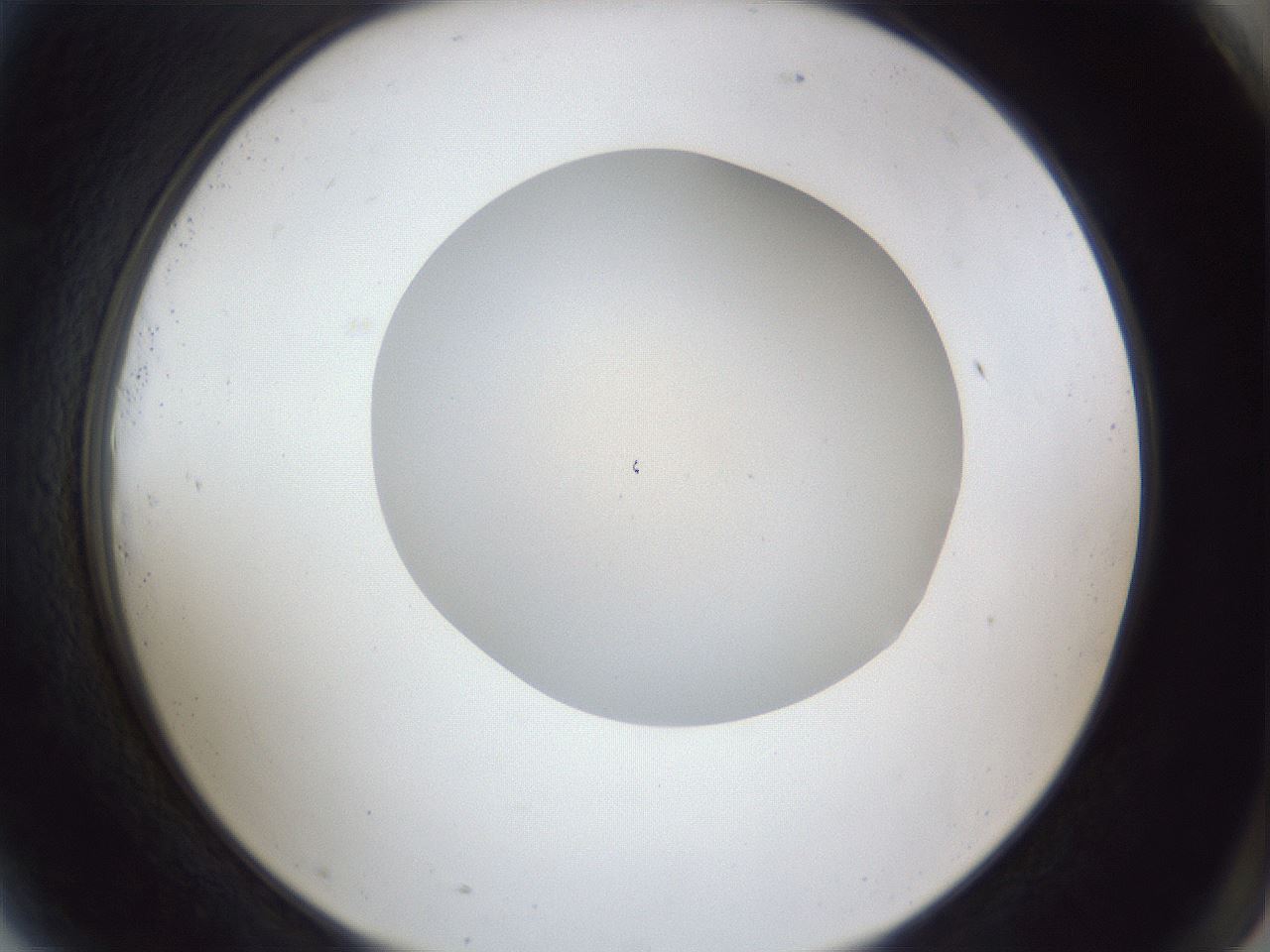 folderID30_plateID1030_batchID1981_wellNum81_profileID1_d2_r44869_ef.jpg