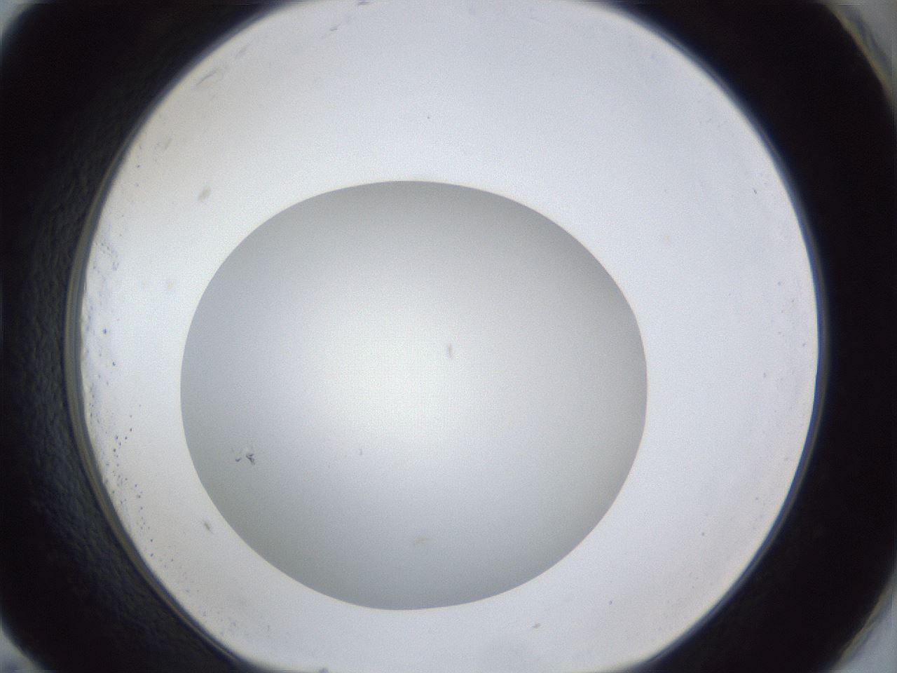 folderID30_plateID1030_batchID1981_wellNum83_profileID1_d1_r44872_ef.jpg