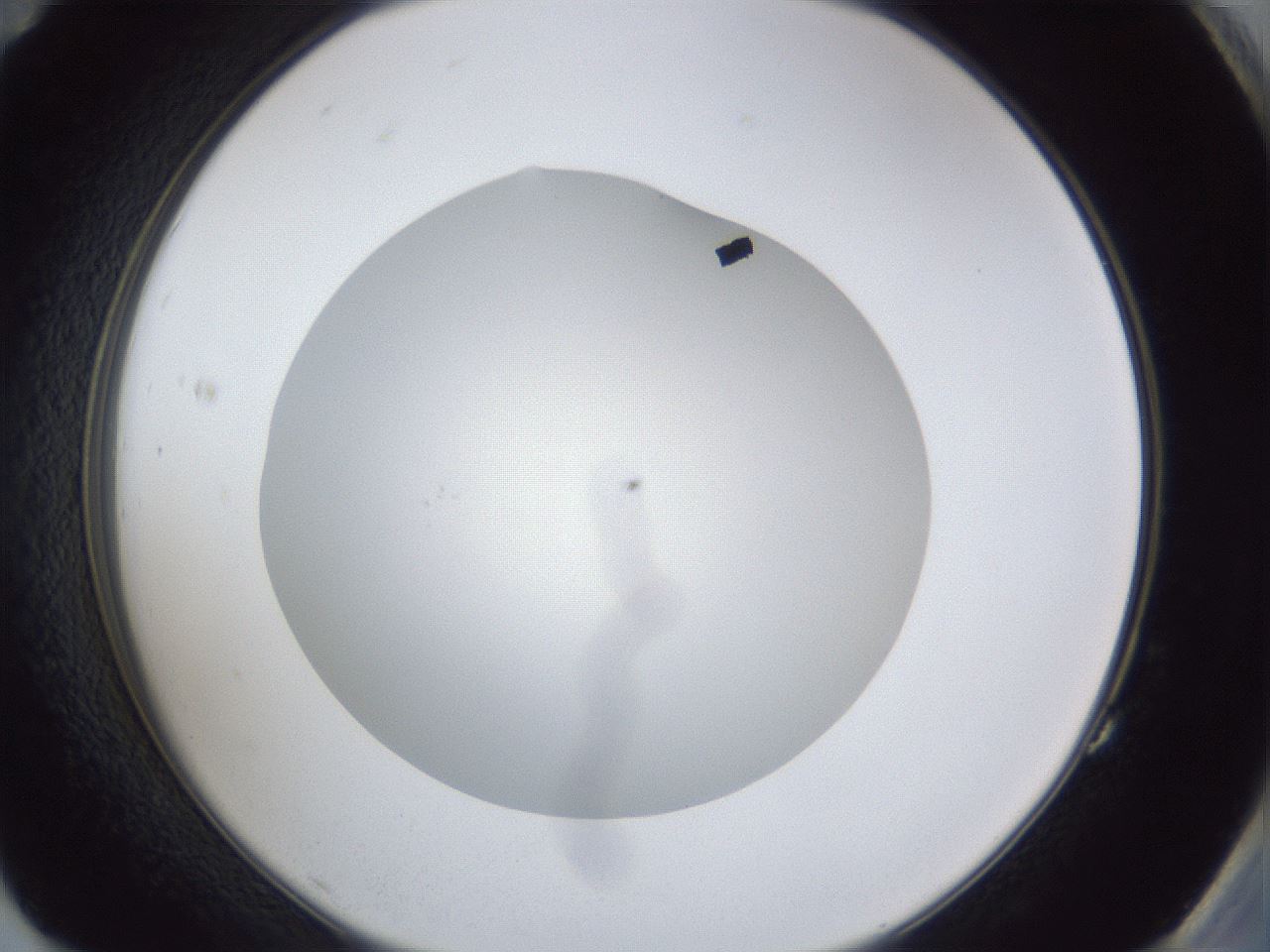 folderID30_plateID1030_batchID1981_wellNum83_profileID1_d2_r44873_ef.jpg