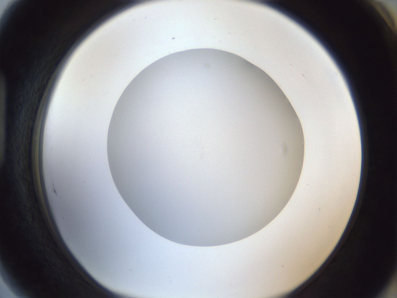 folderID30_plateID1030_batchID1981_wellNum89_profileID1_d1_r44884_ef.jpg