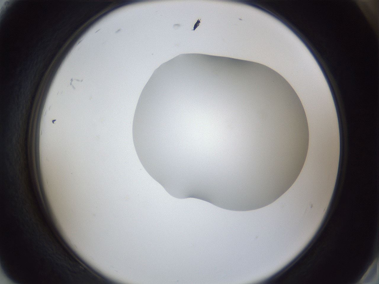 folderID30_plateID1030_batchID1981_wellNum92_profileID1_d2_r44891_ef.jpg