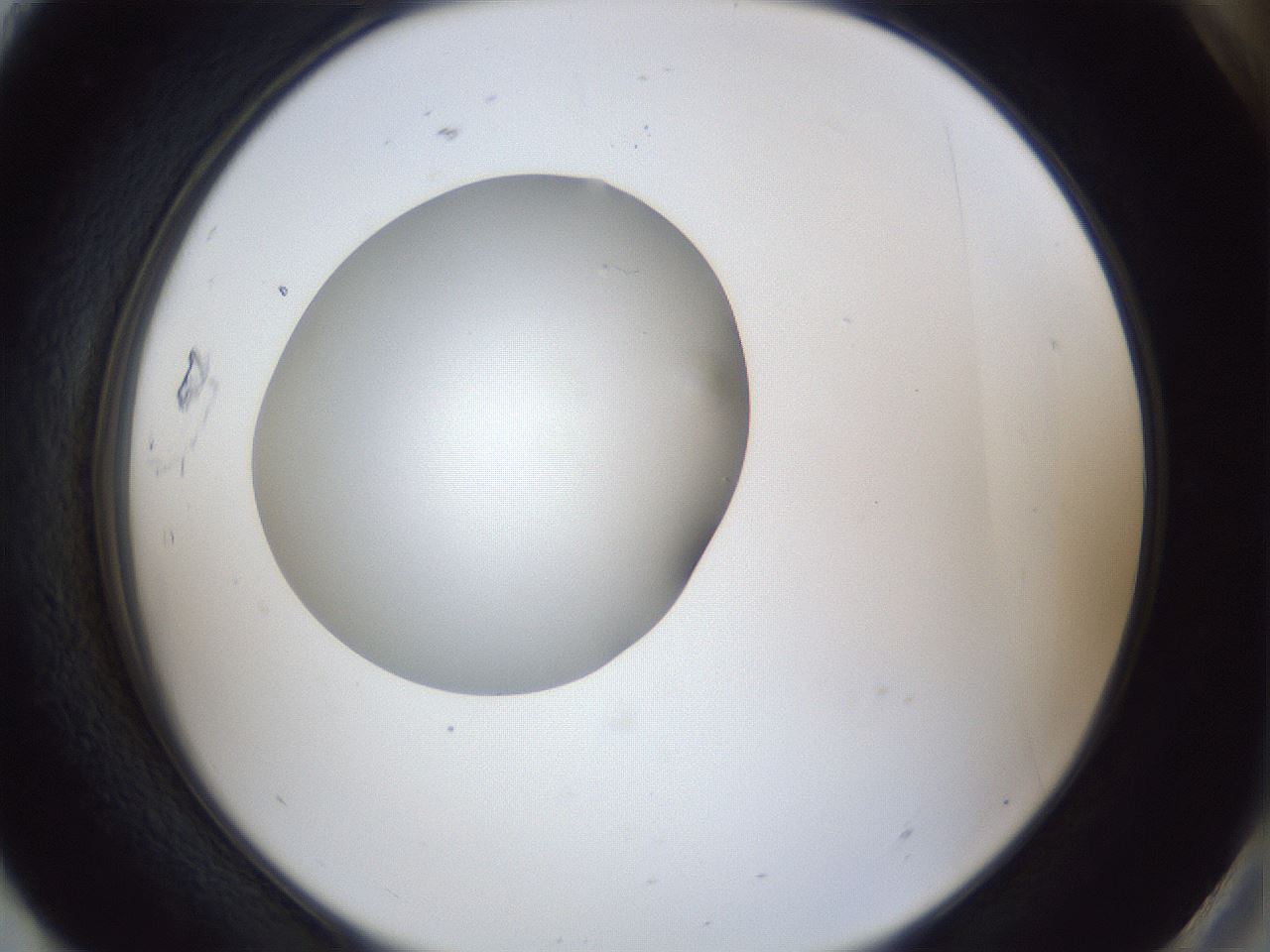 folderID30_plateID1030_batchID1981_wellNum93_profileID1_d2_r44893_ef.jpg