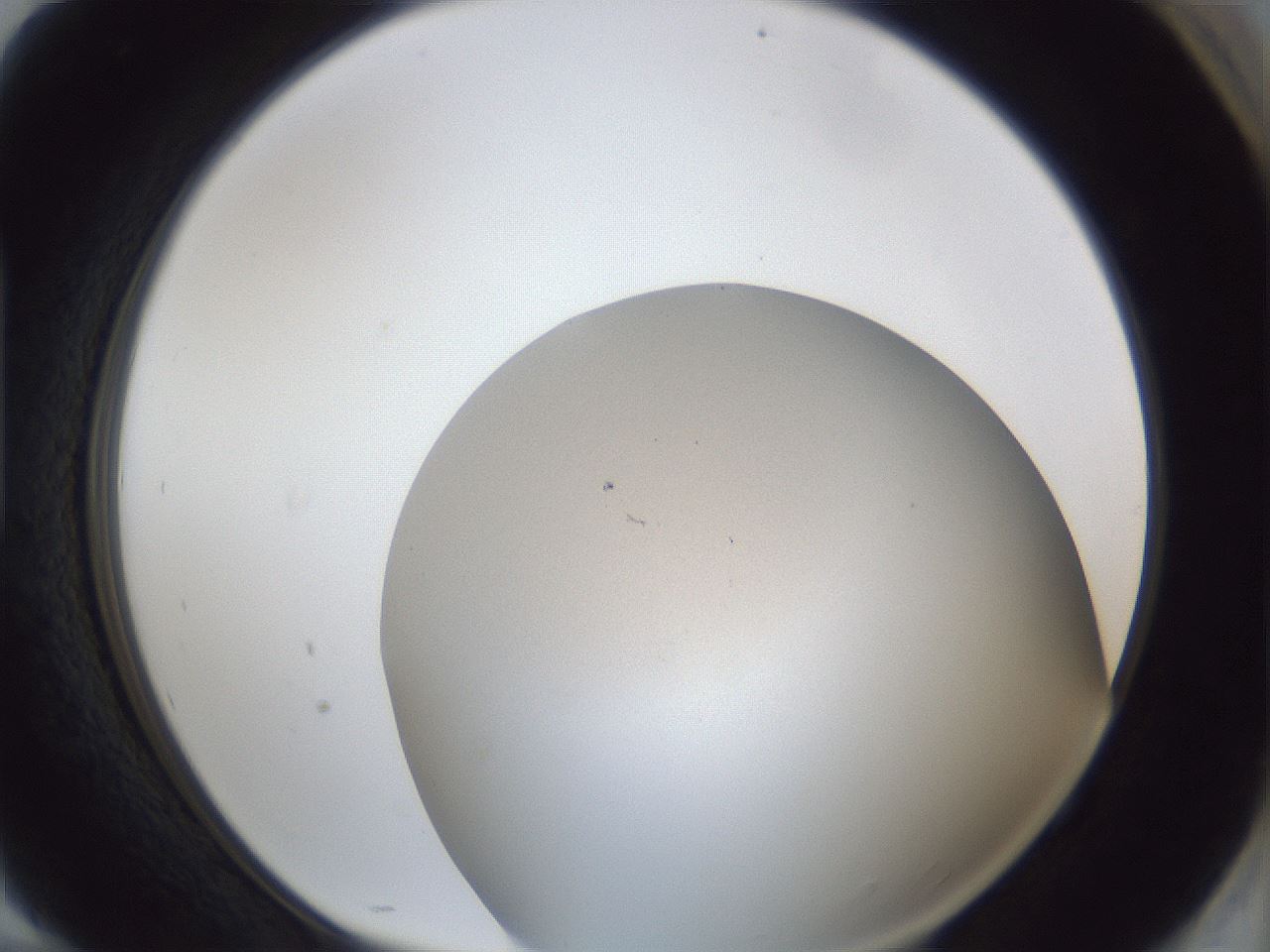 folderID30_plateID1030_batchID1981_wellNum94_profileID1_d1_r44894_ef.jpg