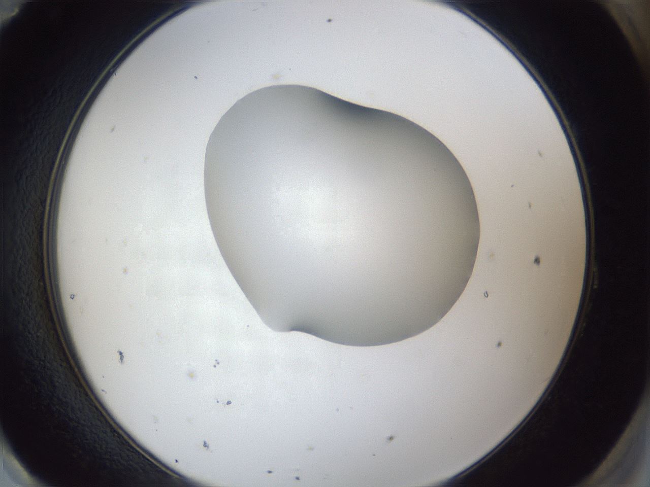 folderID30_plateID1030_batchID1981_wellNum95_profileID1_d2_r44897_ef.jpg