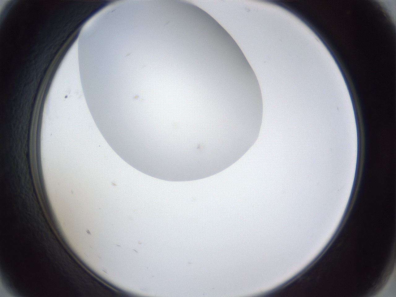 folderID30_plateID1030_batchID1981_wellNum9_profileID1_d2_r44725_ef.jpg