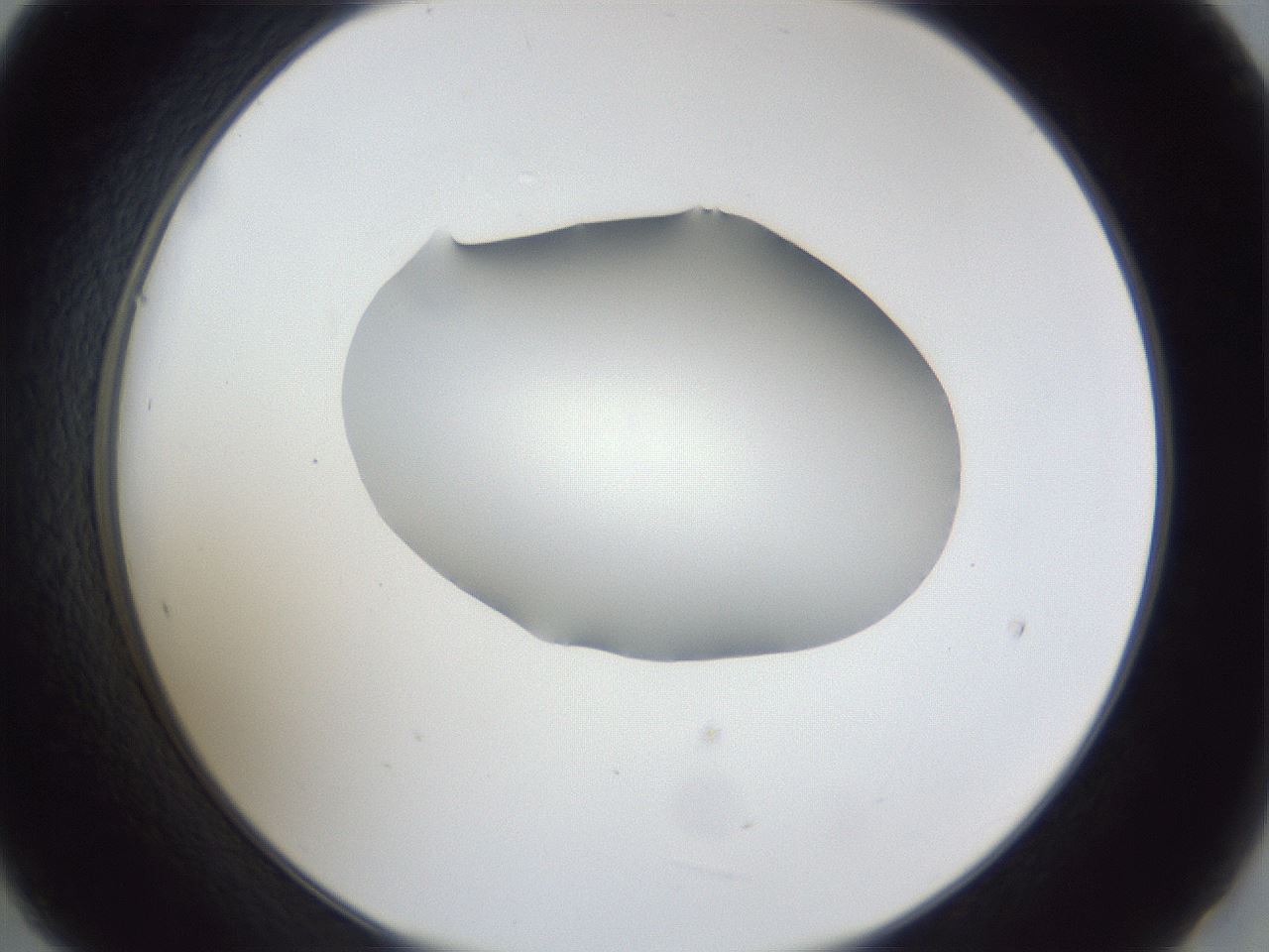 folderID30_plateID1030_batchID2019_wellNum21_profileID1_d2_r44749_ef.jpg
