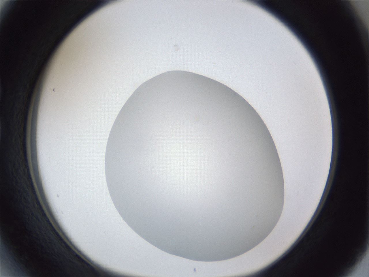 folderID30_plateID1030_batchID2019_wellNum27_profileID1_d1_r44760_ef.jpg