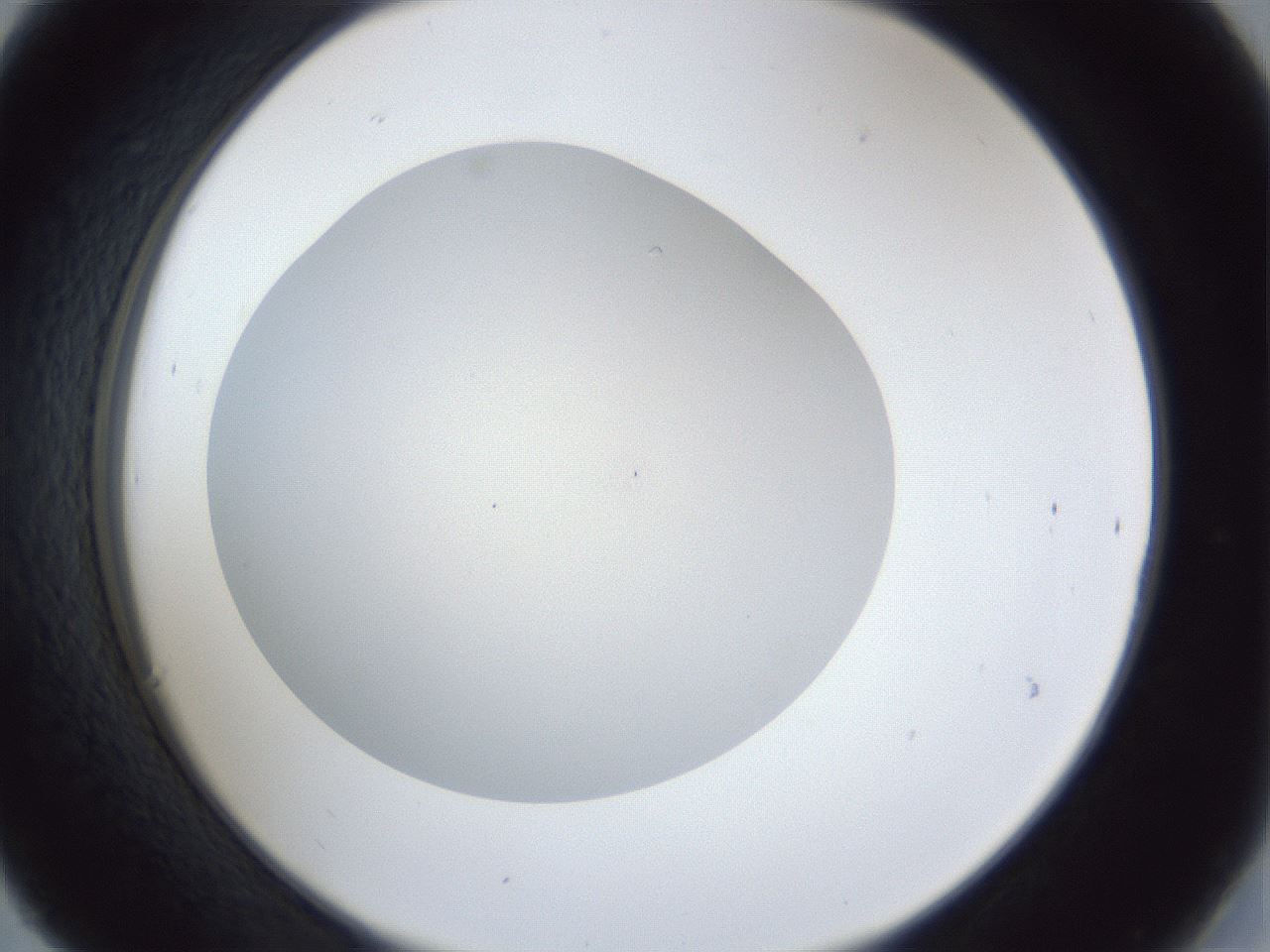 folderID30_plateID1030_batchID2019_wellNum30_profileID1_d2_r44767_ef.jpg