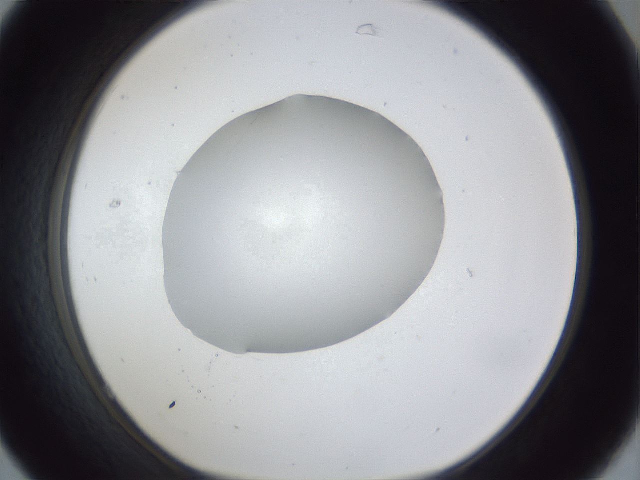 folderID30_plateID1030_batchID2019_wellNum31_profileID1_d1_r44768_ef.jpg