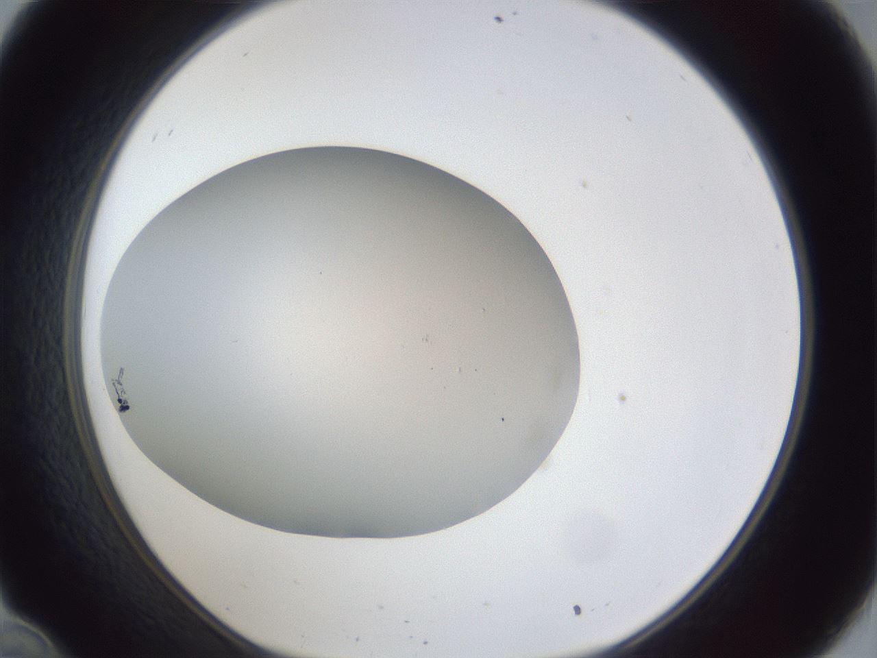 folderID30_plateID1030_batchID2019_wellNum34_profileID1_d1_r44774_ef.jpg