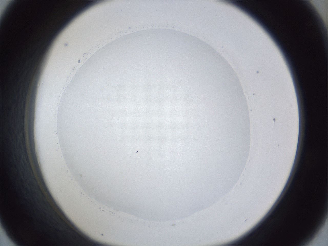 folderID30_plateID1030_batchID2019_wellNum43_profileID1_d1_r44792_ef.jpg