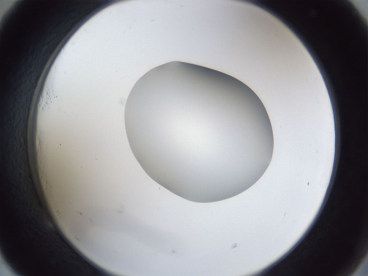 folderID30_plateID1030_batchID2019_wellNum53_profileID1_d2_r44813_ef.jpg