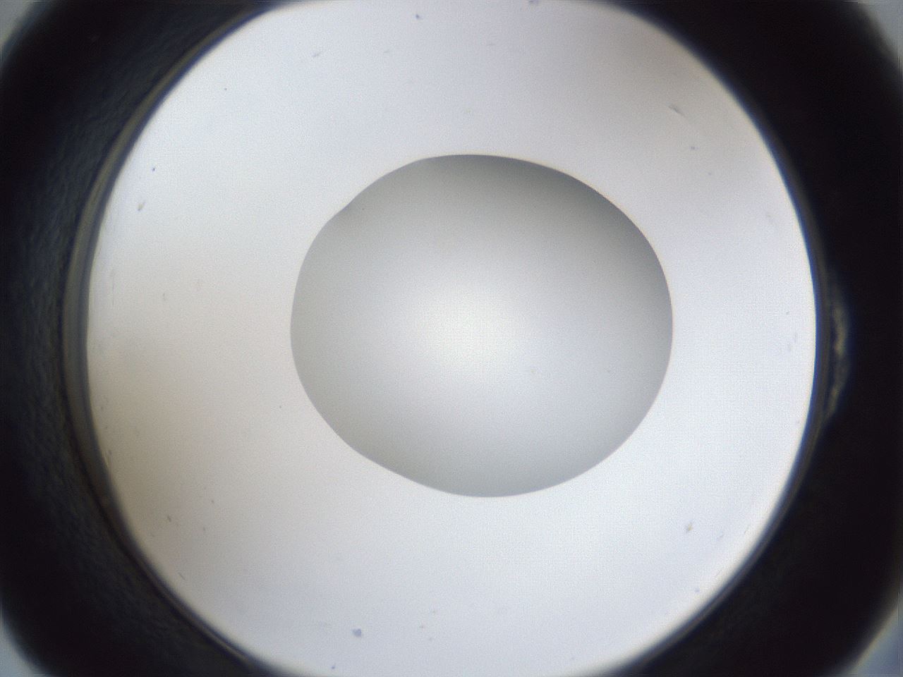 folderID30_plateID1030_batchID2019_wellNum54_profileID1_d2_r44815_ef.jpg
