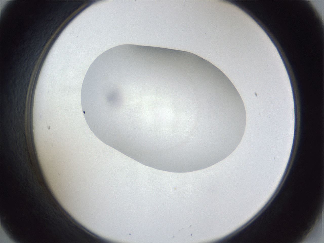 folderID30_plateID1030_batchID2019_wellNum20_profileID1_d2_r44747_ef.jpg
