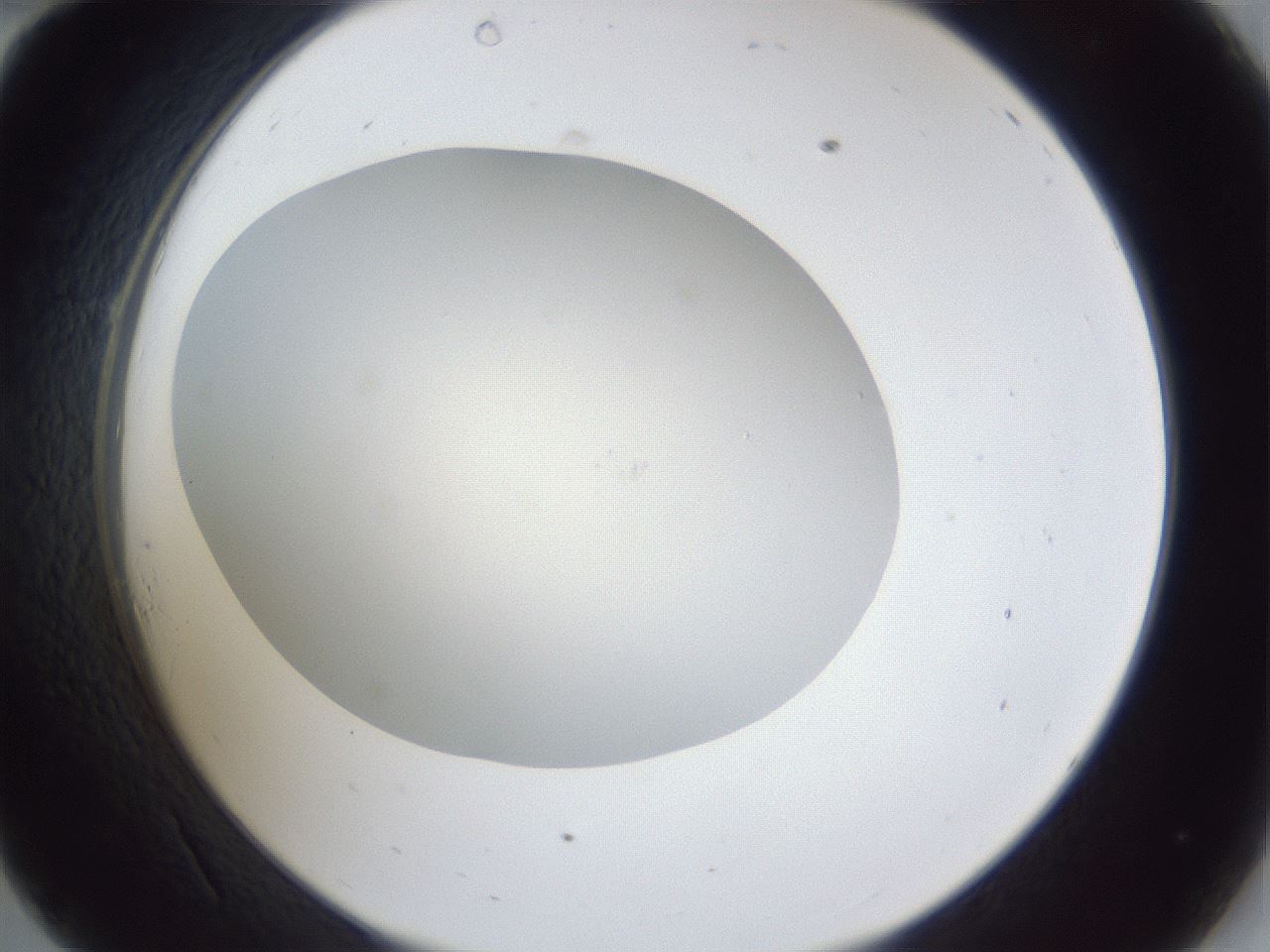 folderID30_plateID1030_batchID2019_wellNum34_profileID1_d2_r44775_ef.jpg
