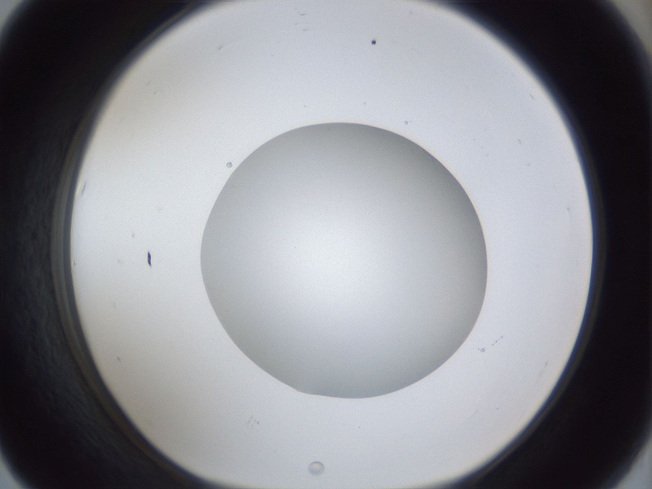 folderID30_plateID1030_batchID2019_wellNum67_profileID1_d1_r44840_ef.jpg