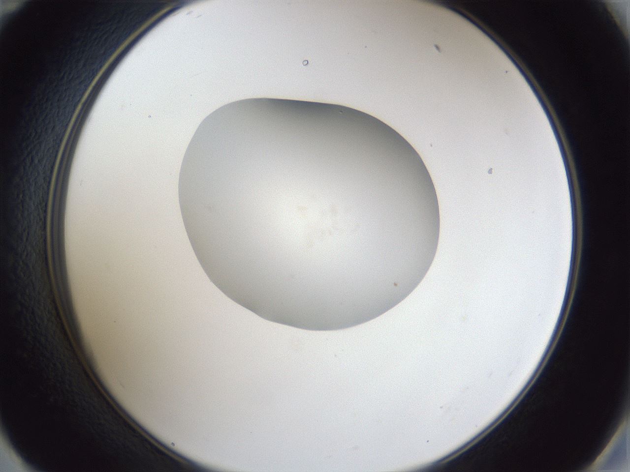 folderID30_plateID1030_batchID2019_wellNum59_profileID1_d2_r44825_ef.jpg