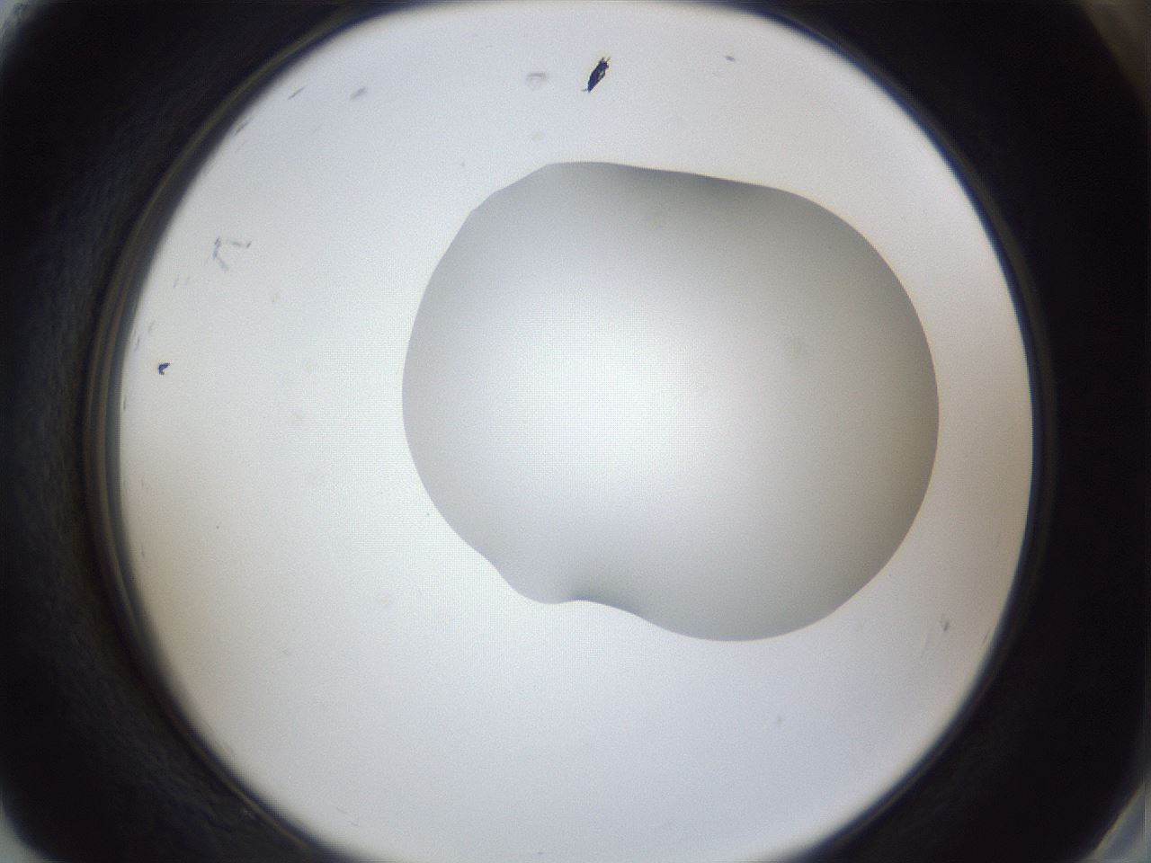 folderID30_plateID1030_batchID2019_wellNum92_profileID1_d2_r44891_ef.jpg