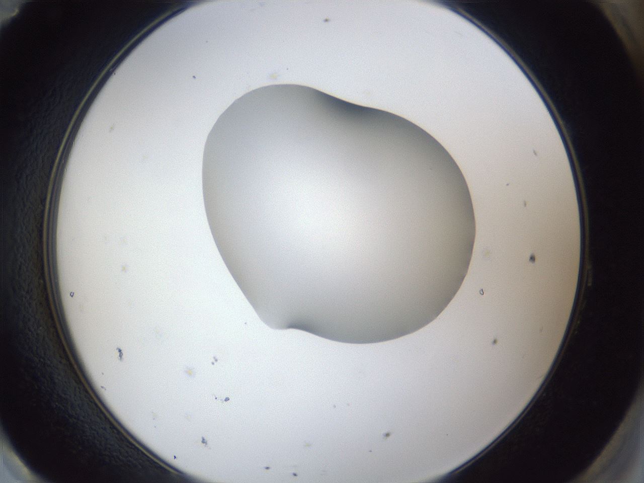 folderID30_plateID1030_batchID2019_wellNum95_profileID1_d2_r44897_ef.jpg