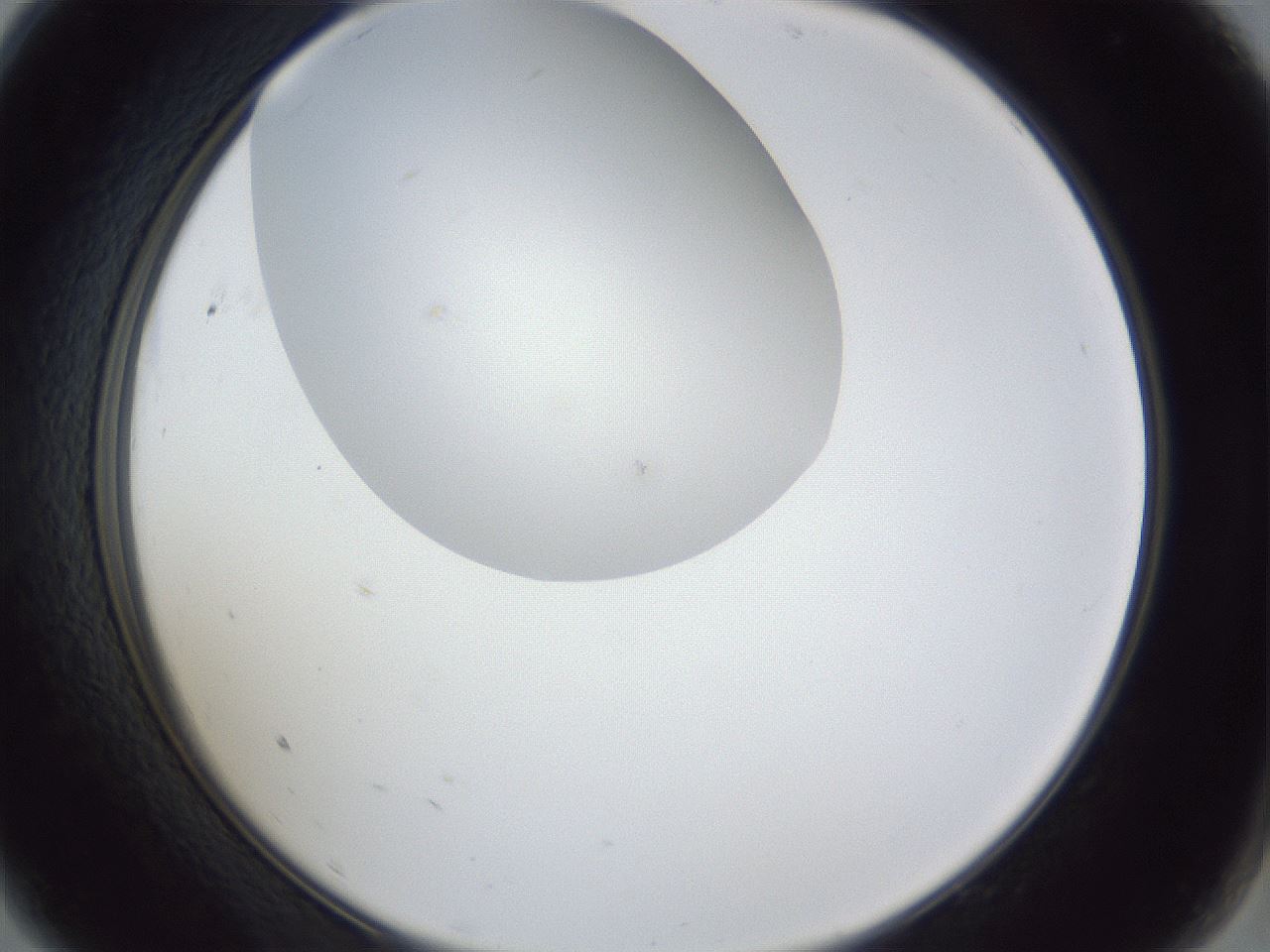 folderID30_plateID1030_batchID2019_wellNum9_profileID1_d2_r44725_ef.jpg