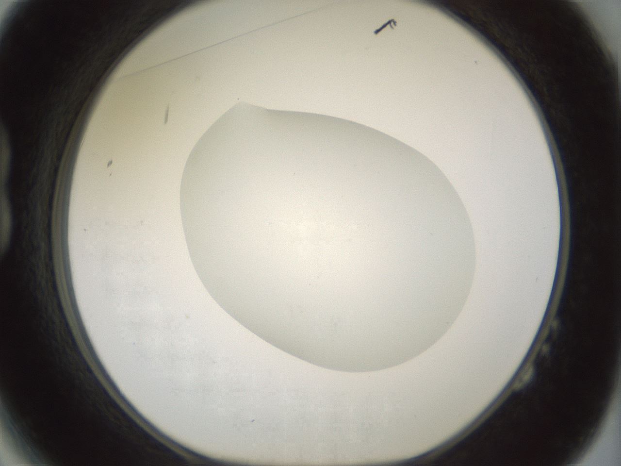 folderID318_plateID1318_batchID4363_wellNum14_profileID1_d1_r79077_ef.jpg