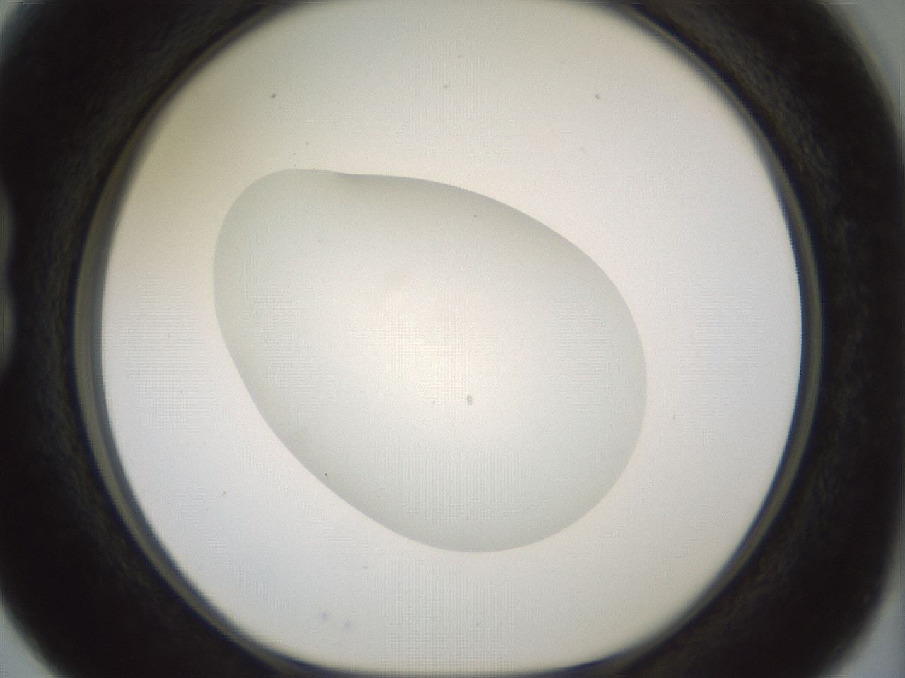 folderID318_plateID1318_batchID4363_wellNum15_profileID1_d1_r79078_ef.jpg