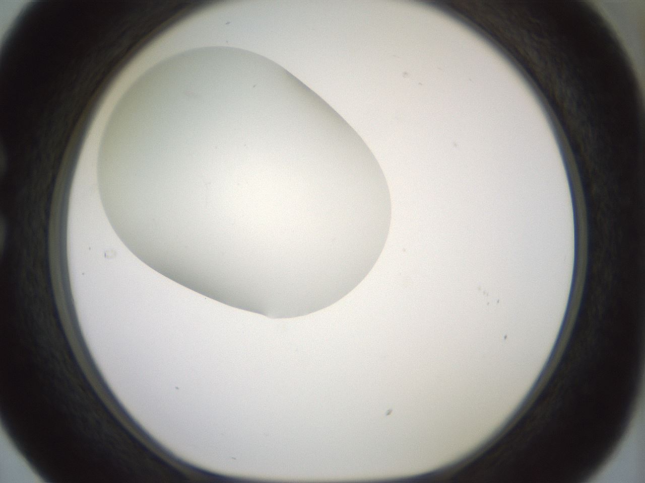 folderID318_plateID1318_batchID4363_wellNum29_profileID1_d1_r79092_ef.jpg