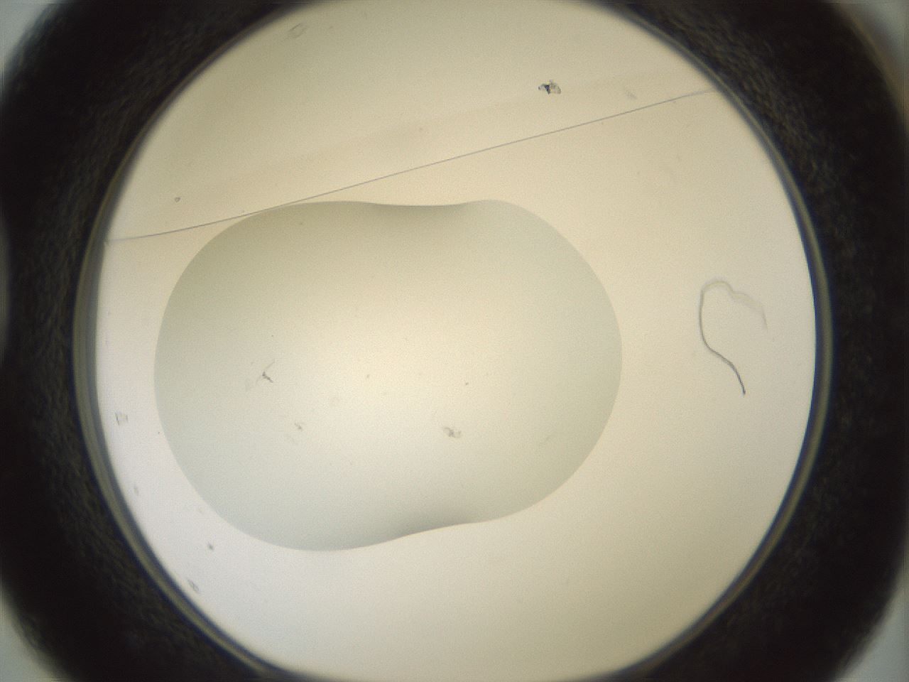 folderID318_plateID1318_batchID4363_wellNum37_profileID1_d1_r79100_ef.jpg