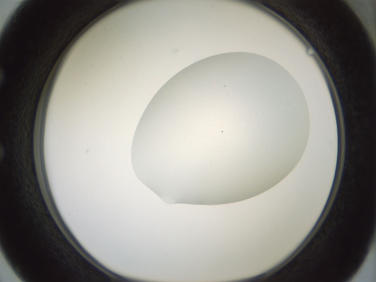 folderID318_plateID1318_batchID4363_wellNum50_profileID1_d1_r79113_ef.jpg