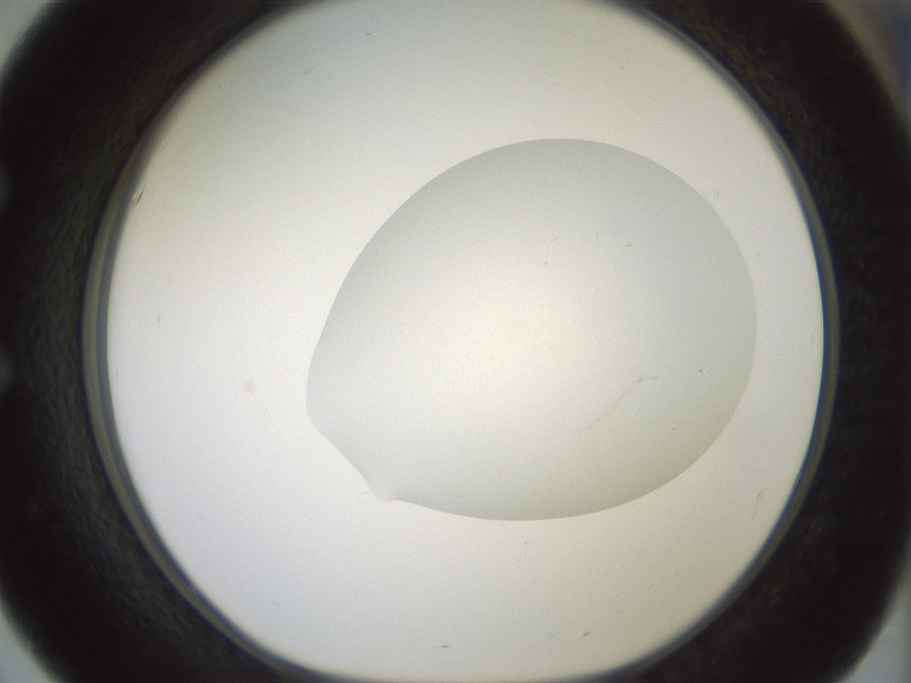 folderID318_plateID1318_batchID4363_wellNum51_profileID1_d1_r79114_ef.jpg