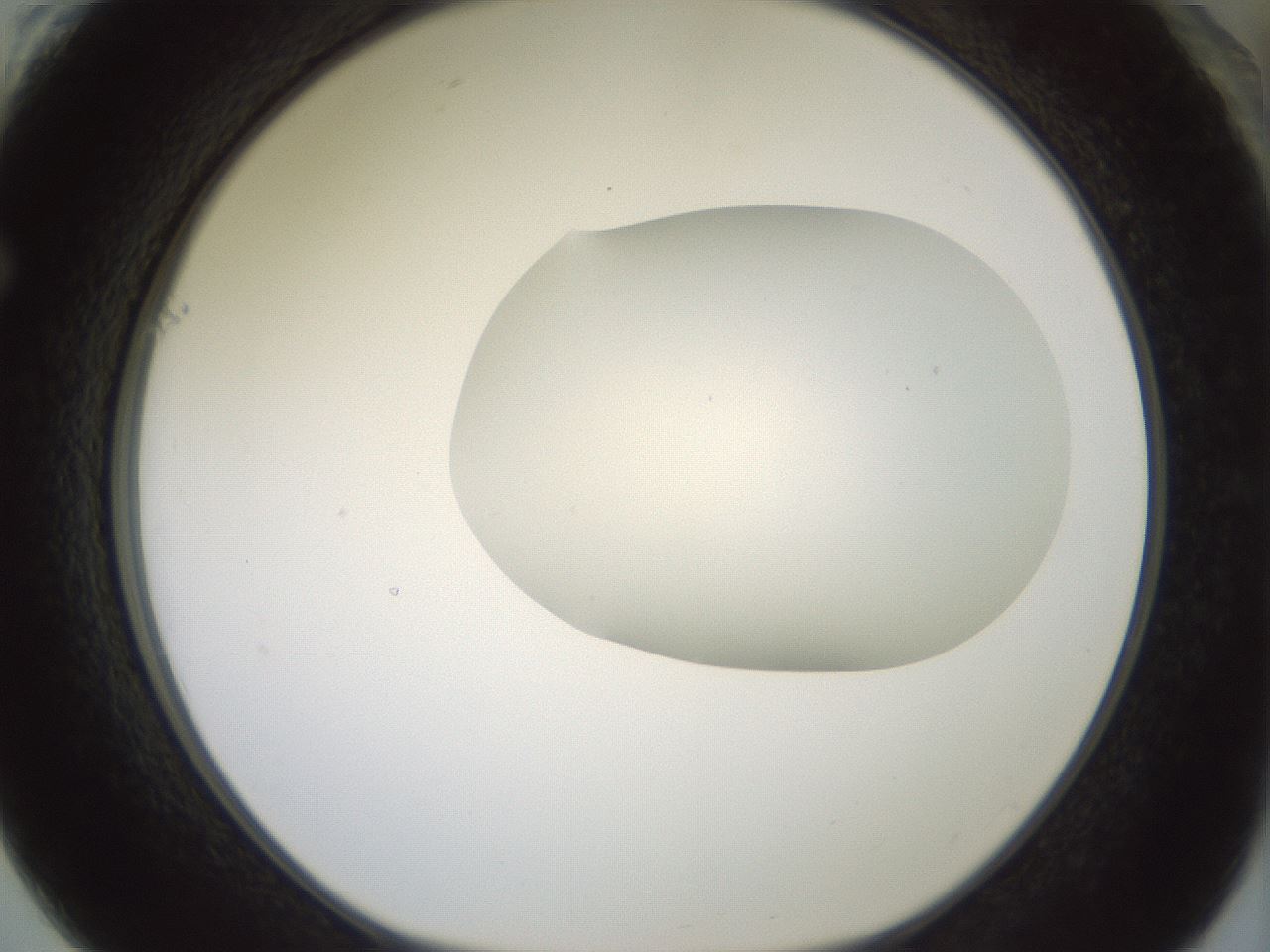 folderID318_plateID1318_batchID4363_wellNum61_profileID1_d1_r79124_ef.jpg
