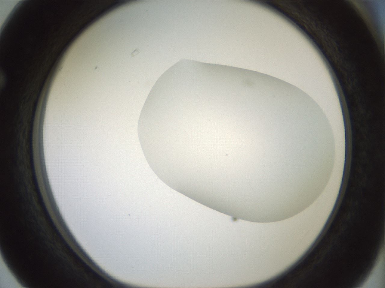 folderID318_plateID1318_batchID4363_wellNum63_profileID1_d1_r79126_ef.jpg