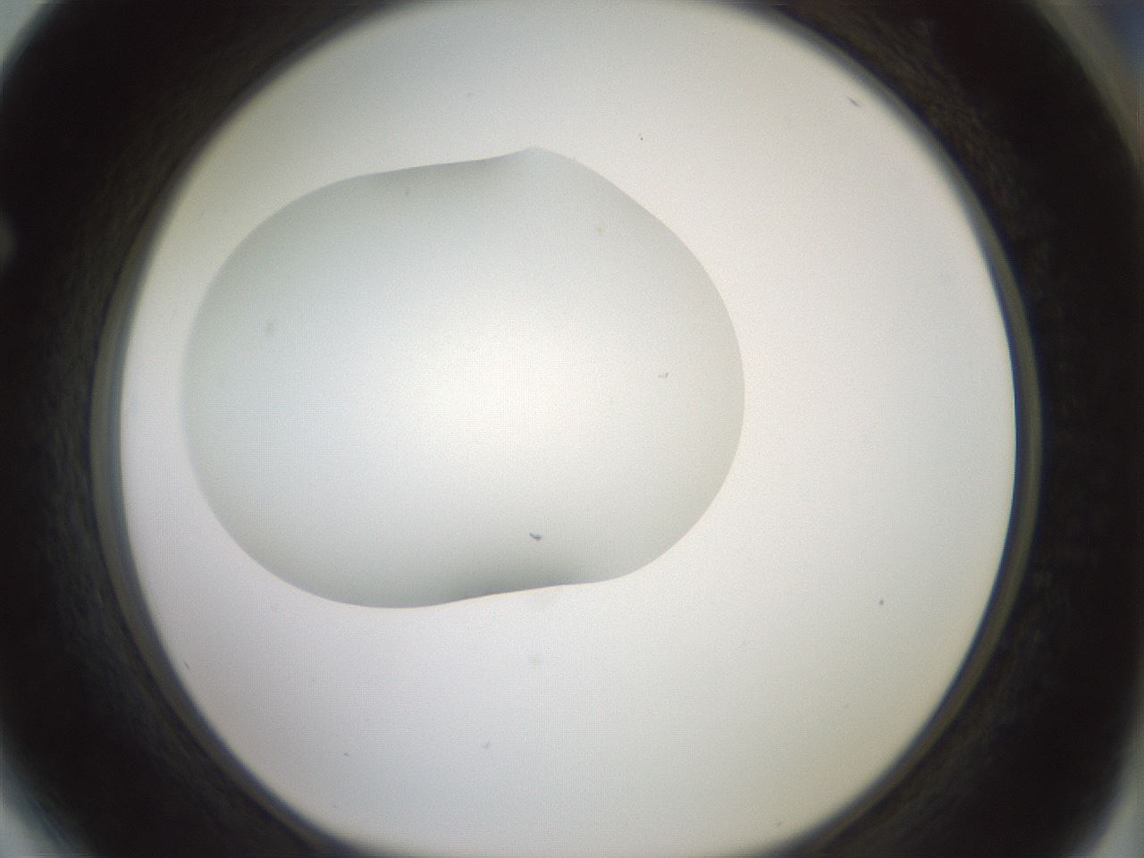 folderID318_plateID1318_batchID4363_wellNum64_profileID1_d1_r79127_ef.jpg