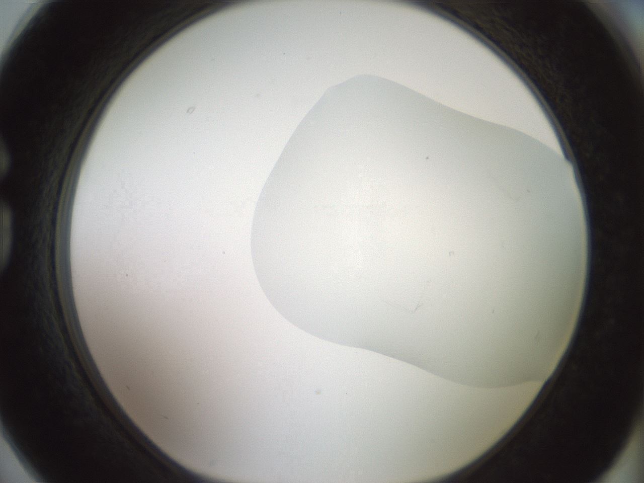 folderID318_plateID1318_batchID4363_wellNum74_profileID1_d1_r79137_ef.jpg