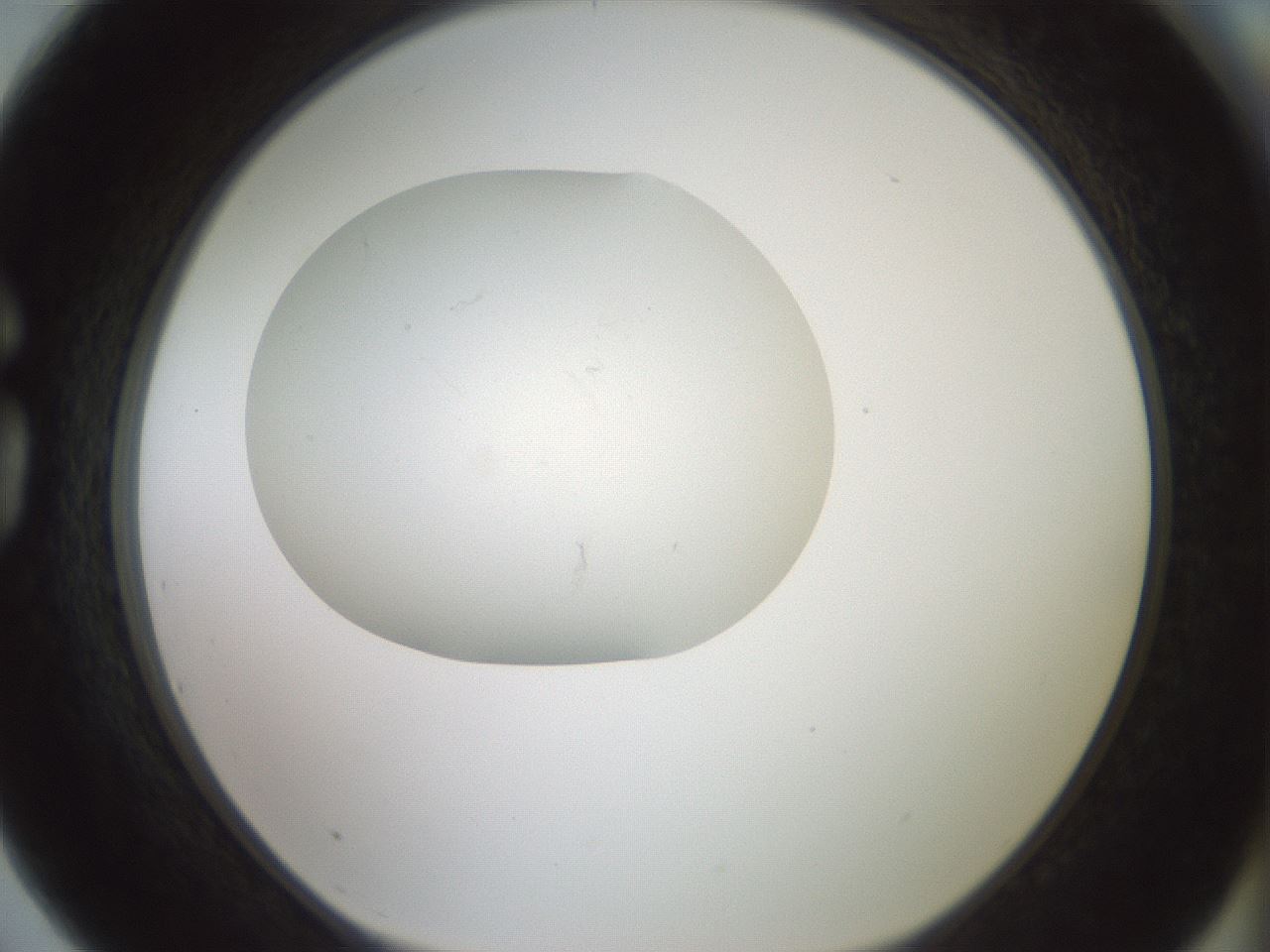 folderID318_plateID1318_batchID4363_wellNum75_profileID1_d1_r79138_ef.jpg