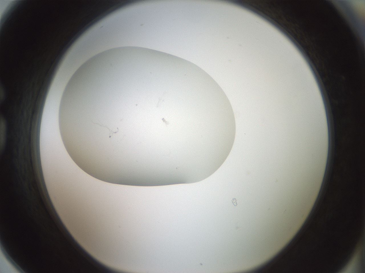 folderID318_plateID1318_batchID4363_wellNum78_profileID1_d1_r79141_ef.jpg