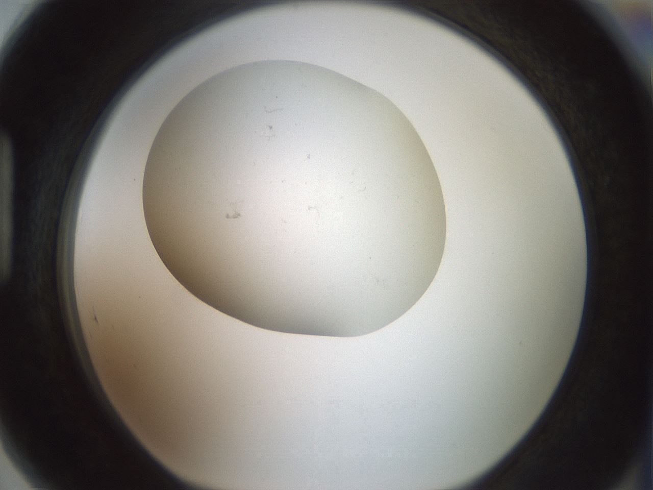 folderID318_plateID1318_batchID4363_wellNum89_profileID1_d1_r79152_ef.jpg
