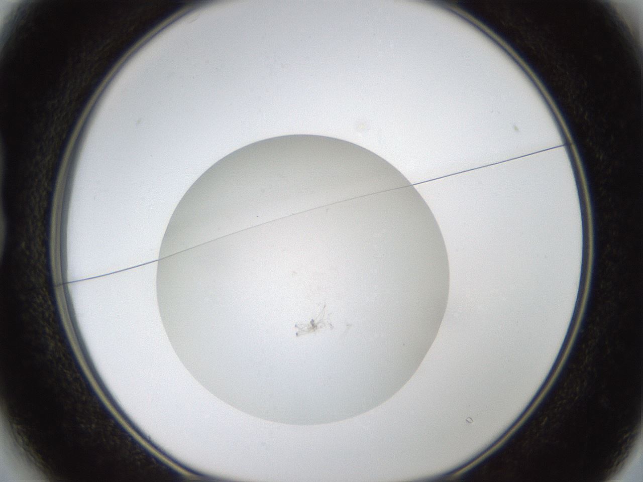 folderID319_plateID1319_batchID4362_wellNum13_profileID1_d1_r78980_ef.jpg